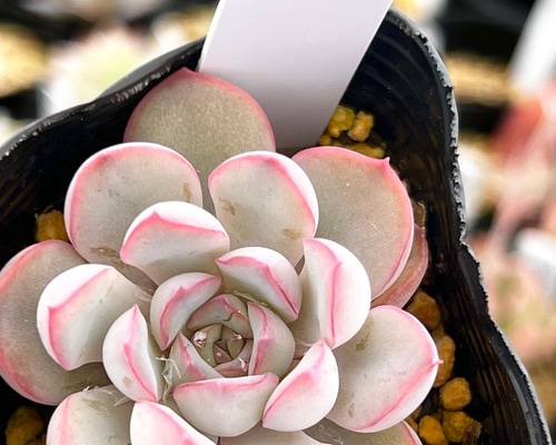 ca9acb3f6d8bcd2ccbadaa534b8449