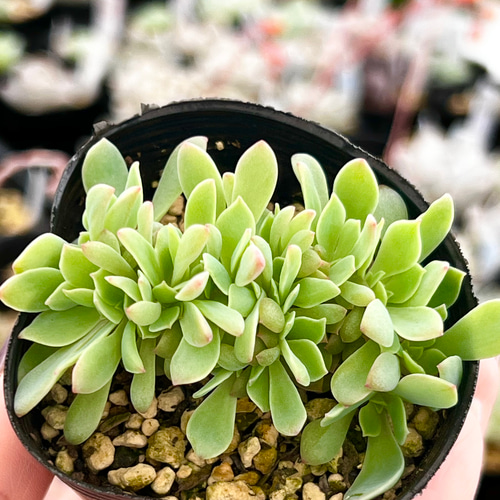 ピーコッキー錣化＊エケベリア＊多肉植物＊抜き苗 多肉植物 ＊N＊ 通販