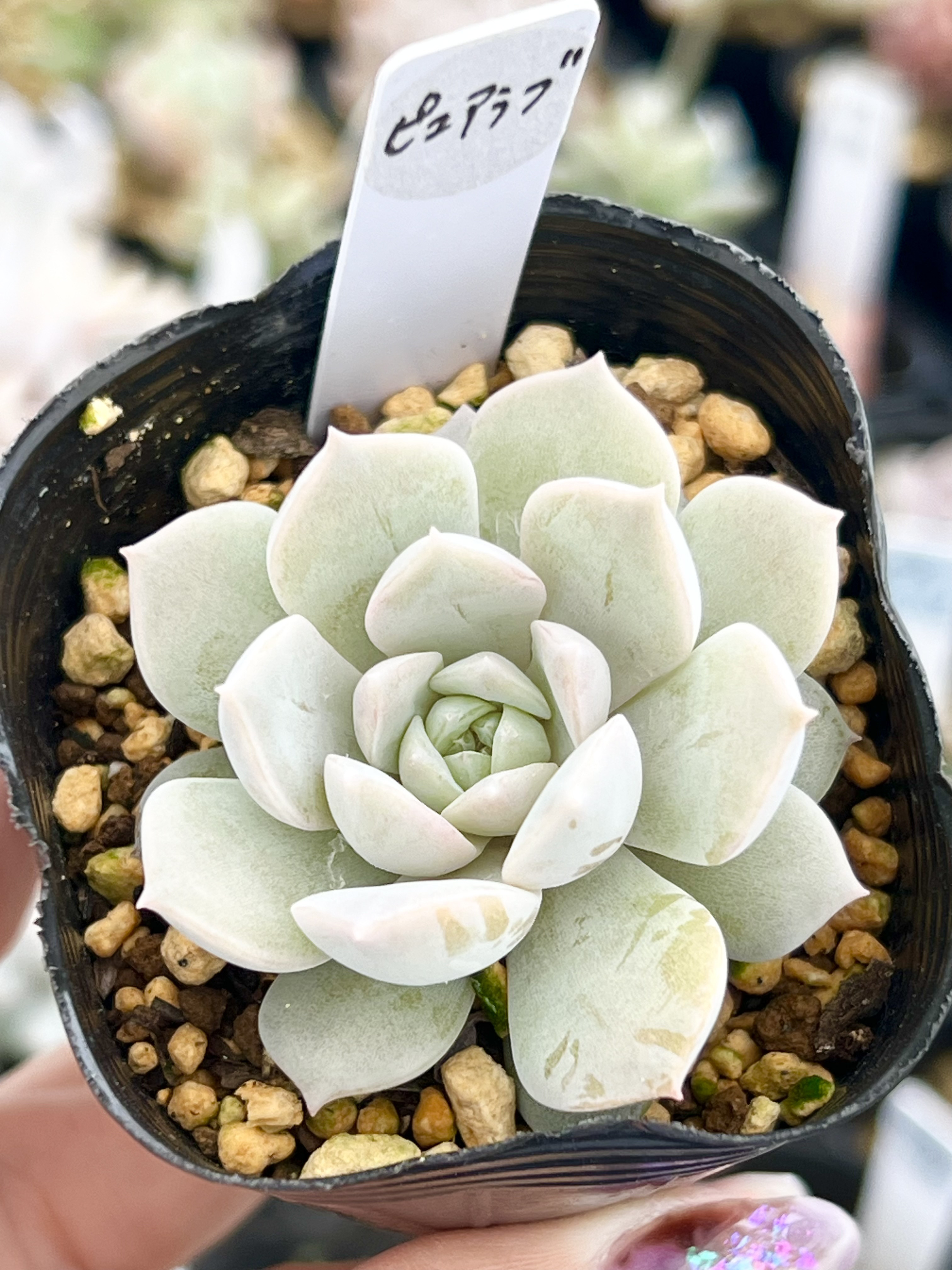 ピュアラブ 厳選良苗 エケベリア 多肉植物