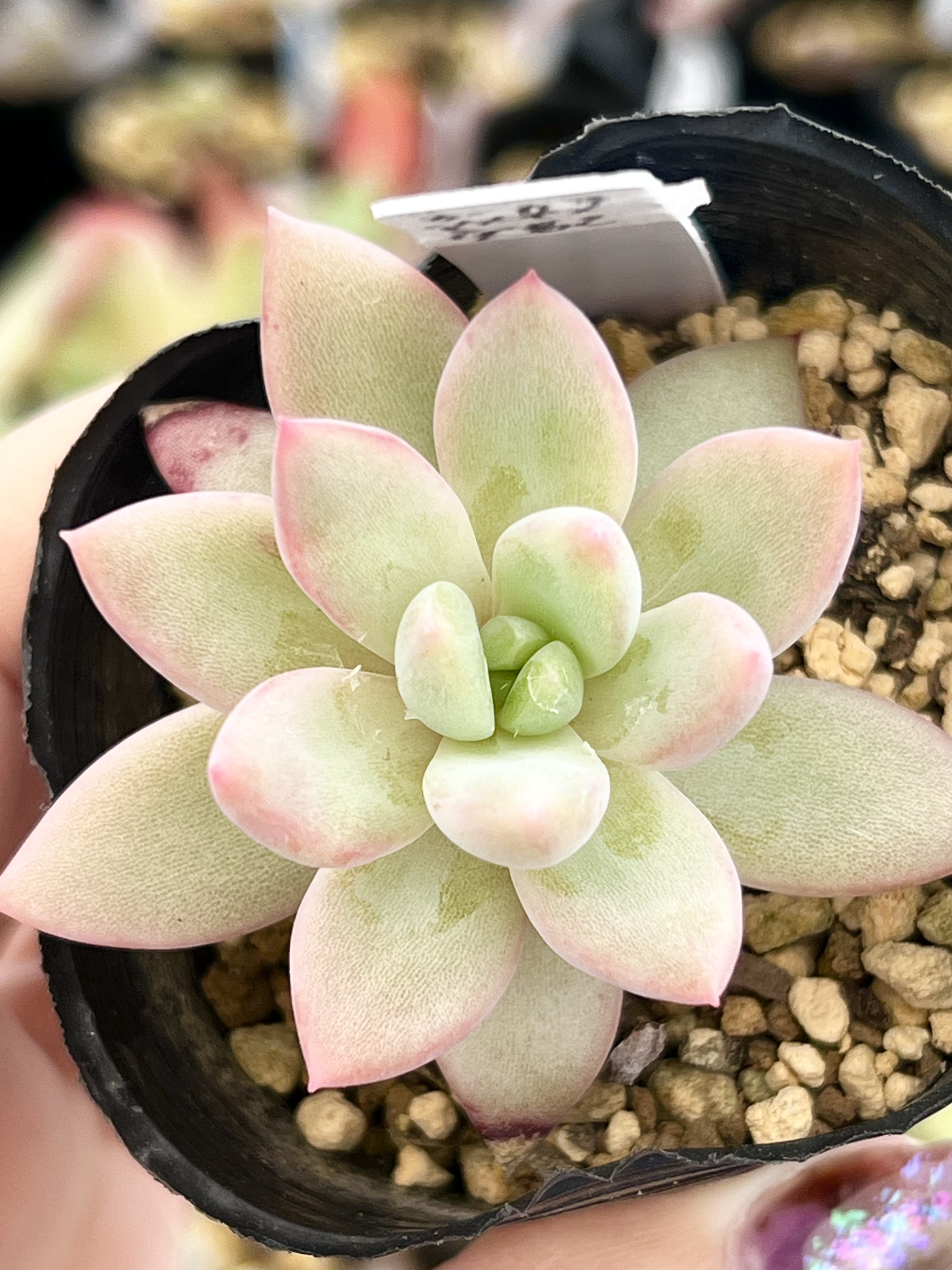 多肉植物　アメジスチヌム　カット苗1個