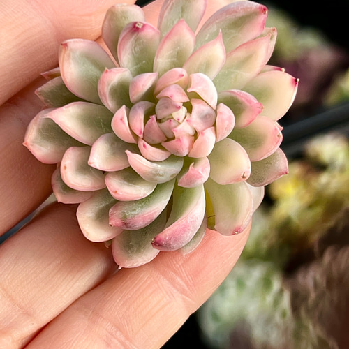 女雛錦＊エケベリア＊多肉植物＊抜き苗 多肉植物 ＊N＊ 通販