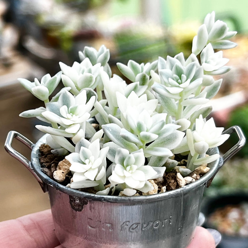 プロリフィカ錦＊多肉植物＊抜き苗 多肉植物 ＊N＊ 通販 17737745