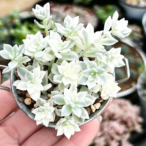 プロリフィカ錦＊多肉植物＊抜き苗 多肉植物 ＊N＊ 通販