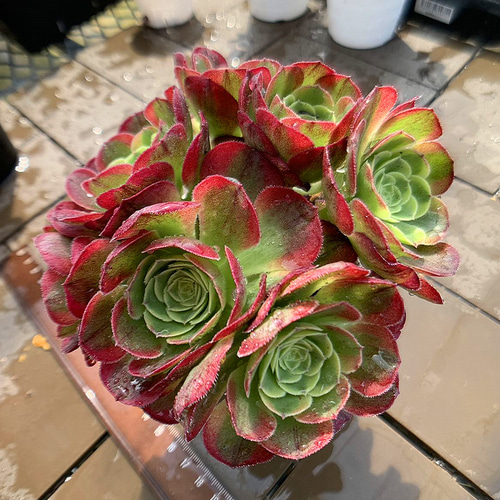 農園直売 多肉植物 寄せ植え アエオニウム属 ハロウィンミルク錦（群