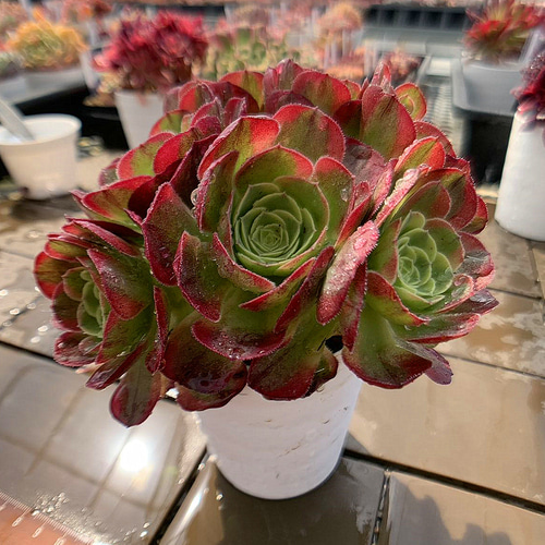 60#多肉植物アエオニウム錦❤️ ハロウィンセッカ❤️19cm 拔き苗 Amazon.co.jp: 農園直売 多肉植物 寄せ植え アエオニウム属