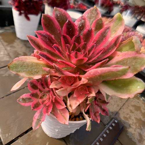農園直売 多肉植物 寄せ植え アエオニウム属 赤水仙 （群）観葉