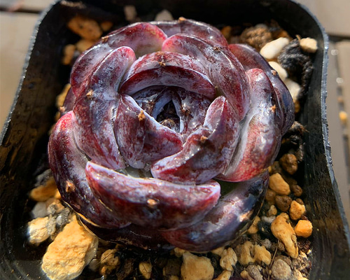 農園直売 多肉植物 寄せ植え エケベリア属 ブラックモンロー（単