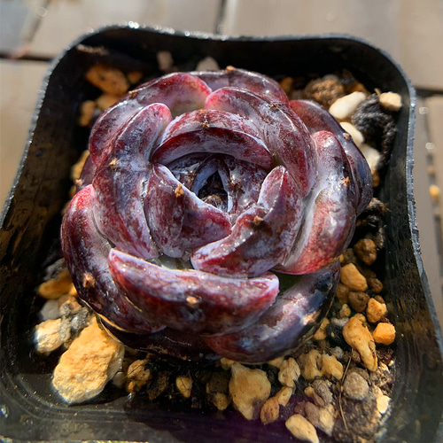 農園直売 多肉植物 寄せ植え エケベリア属 ブラックモンロー（単）超