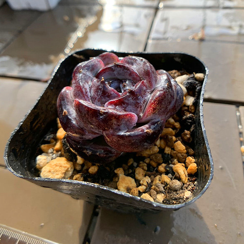 農園直売 多肉植物 寄せ植え エケベリア属 ブラックモンロー（単）超