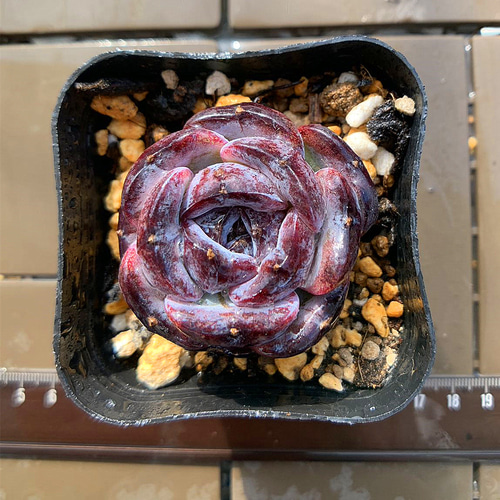 ✨レア✨️ PH-BLACK オリジナルラベル付き ペキヘミアロエ 多肉植物 楽天市場】多肉植物 nbエケベリア ブラックナイト 多肉植物