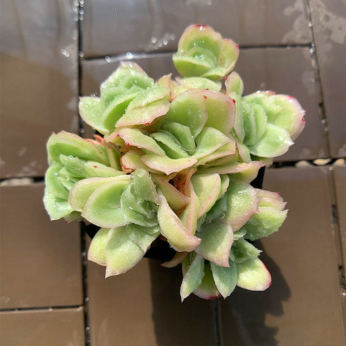 農園直売 多肉植物 寄せ植え エケベリア属 アイスラブリーローズ（錦