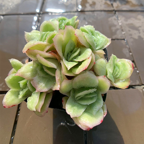 農園直売 多肉植物 寄せ植え エケベリア属 アイスラブリーローズ（錦