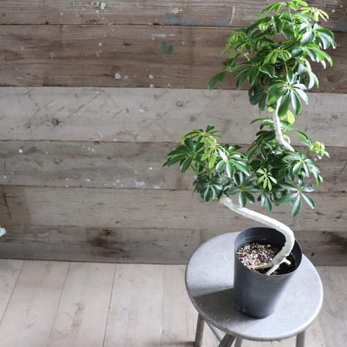 希少 シェフレラ トライアンギュラス 大苗 希少 シェフレラ トライアンギュラス 大苗 希少 シェフレラ トライ