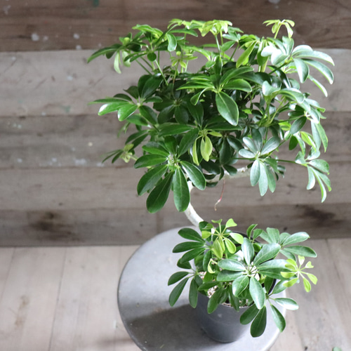 シェフレラ♡トライアンギュラス♡ ハート型の葉っぱ♡観葉植物