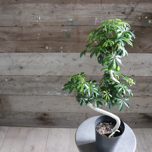 シェフレラ♡トライアンギュラス♡ ハート型の葉っぱ♡観葉植物