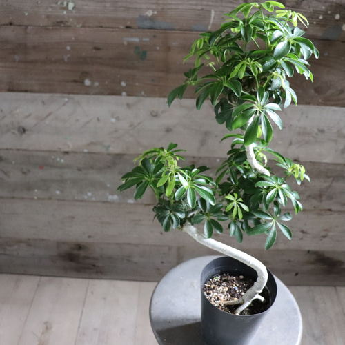 シェフレラ♡トライアンギュラス♡ ハート型の葉っぱ♡観葉植物