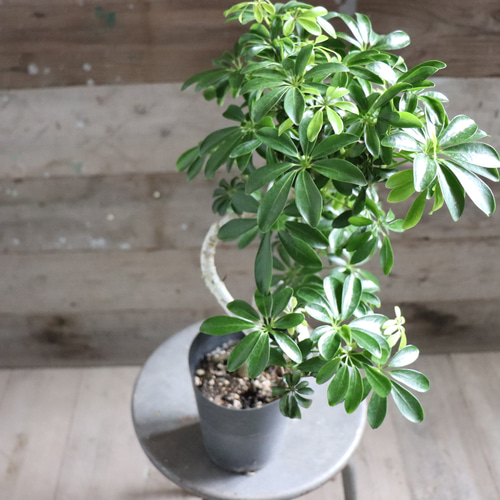シェフレラ♡トライアンギュラス♡ ハート型の葉っぱ♡観葉植物