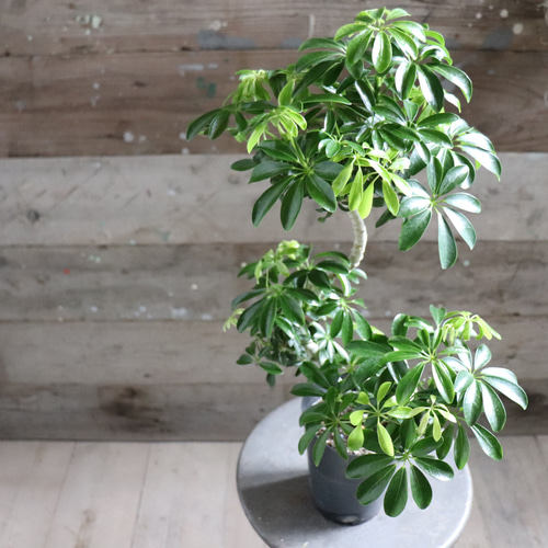 希少 シェフレラ トライアンギュラス 大苗 希少 シェフレラ トライアンギュラス 大苗 シェフレラ トライ