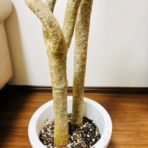 現品］5番 ドラセナ コンシンネ 龍 曲がり 8号 観葉植物 大型