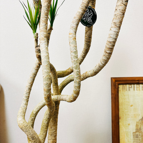 現品］5番 ドラセナ コンシンネ 龍 曲がり 8号 観葉植物 大型 室内