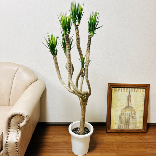 観葉植物 ドラセナ コンシンナ コンシンネ 曲がり ９号鉢 観葉植物 ドラセナ コンシンネ 8号 曲り（龍） エディラウンド