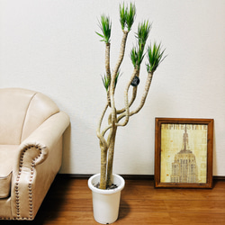 ［現品］法人価格　A ドラセナ　コンシンネ　龍　曲がり　8号　観葉植物　大型 d82aa4d3529236e155d4cdda6471c9