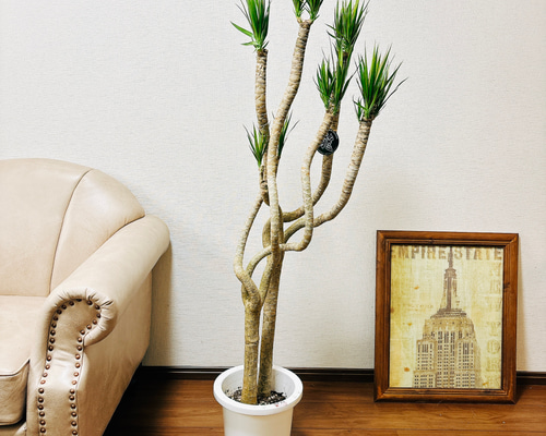 D*N様 【希少】ドラセナ・コンシンネ トリカラー 8号鉢 観葉植物 インテリア 現品］5番 ドラセナ コンシンネ 龍 曲がり 8号 観葉植物 大型