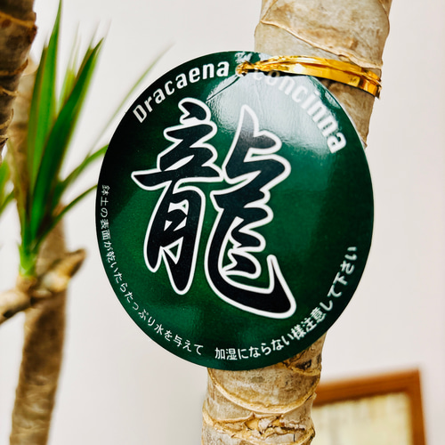 現品］5番 ドラセナ コンシンネ 龍 曲がり 8号 観葉植物 大型 室内