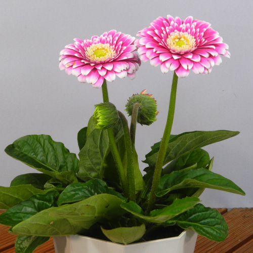 ☆ENGEI ichioki☆宿根ガーベラ「ガルビネア・マジェスティック