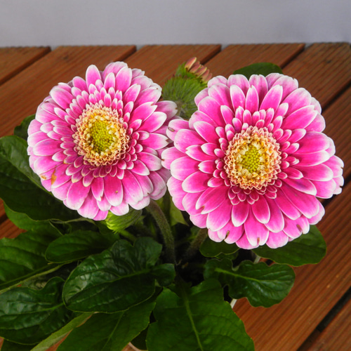 ☆ENGEI ichioki☆宿根ガーベラ「ガルビネア・マジェスティック