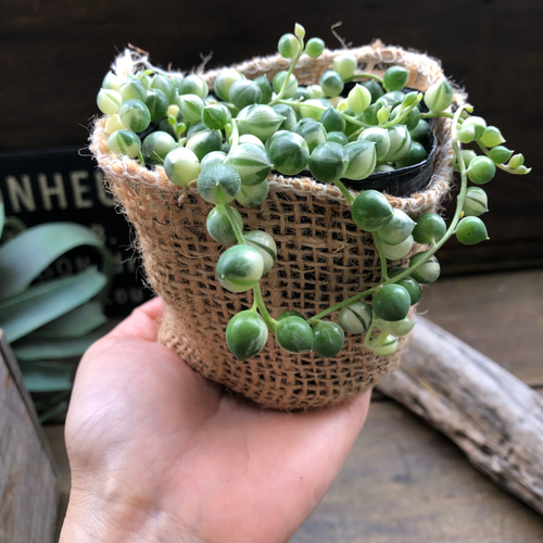 斑入りグリーンネックレス♡マーブル♡多肉植物♡垂れ下がり♡ アート