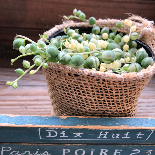 斑入りグリーンネックレス♡マーブル♡多肉植物♡垂れ下がり♡ アート