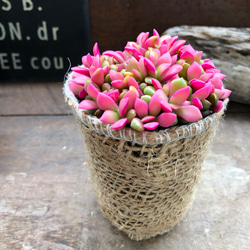 紅葉♡虹の玉♡モリモリ♡多肉植物♡ガーデニング♡インテリア