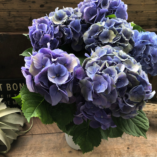 シュガーブルー♡ 秋色アジサイ♡紫陽花♡アンティークカラー