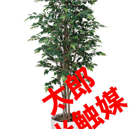 光触媒 人工観葉植物 フェイクグリーン ロイヤルベンジャミン