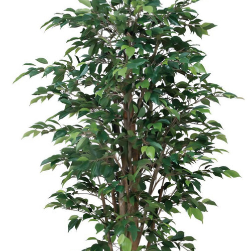 光触媒 人工観葉植物 フェイクグリーン ロイヤルベンジャミン