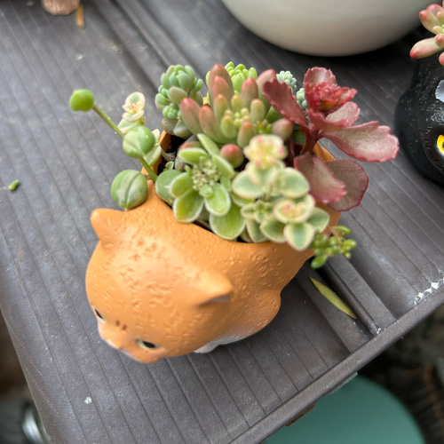 札付き　多肉植物セットまとめ売り② Sサイズ20種類名前付き苗セット 多肉植物根付苗セット 名前付き