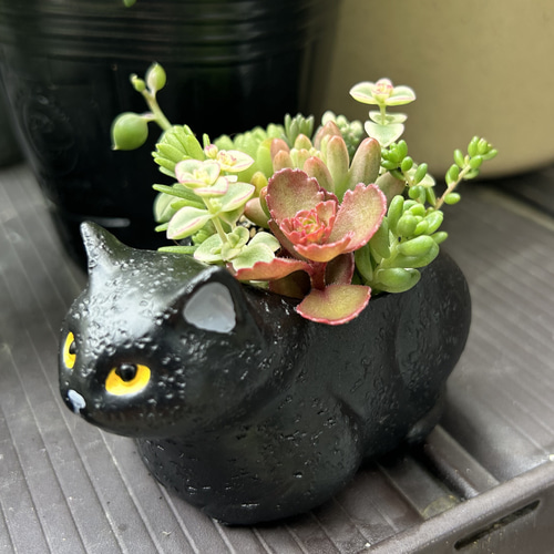 猫ちゃん 多肉植物寄せ植え 2匹セット 多肉植物 Jam Osaka 通販