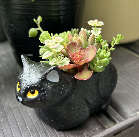 猫ちゃん 多肉植物寄せ植え 2匹セット 多肉植物 Jam Osaka 通販