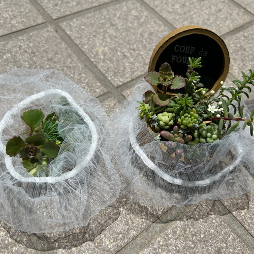 ꕥ多肉寄せ植えꕥお眠り中白猫ちゃん&ハウスオブジェ付き 猫