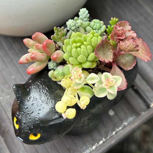 猫ちゃん 多肉植物寄せ植え 2匹セット 多肉植物 Jam Osaka 通販