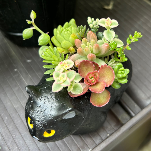 専用【復活*樽猫】そのまま飾れる多肉植物の寄せ植え*釣り猫*新樽猫