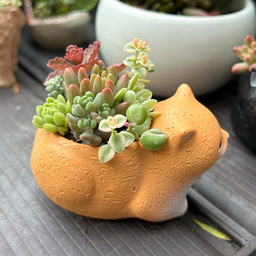 ❤️専用ページ❤️多肉植物の寄せ植え❤️ 多肉植物寄せ植え - メルカリ