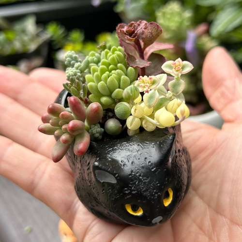 猫ちゃん 多肉植物寄せ植え 2匹セット 多肉植物 Jam Osaka 通販