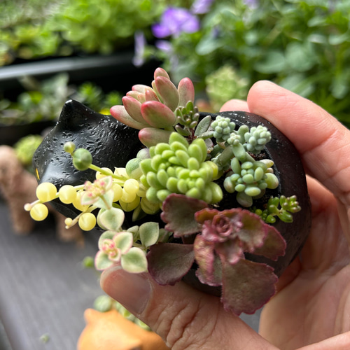 猫ちゃん 多肉植物寄せ植え 2匹セット 多肉植物 Jam Osaka 通販