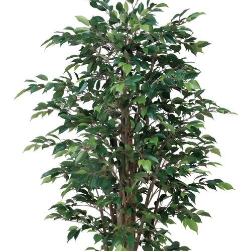 光触媒　人工観葉植物　フェイクグリーン　ロイヤルベンジャミン1.8 光触媒 人工観葉植物 フェイクグリーン ロイヤルベンジャミン1.8