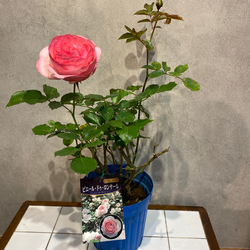 希少❗️バラ❤️ピエールドロンサール 6号鉢 多肉植物