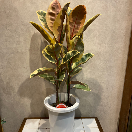 フィカス❤️ティネケ 斑入りゴムの木 7号鉢 多肉植物 Garden_couleur