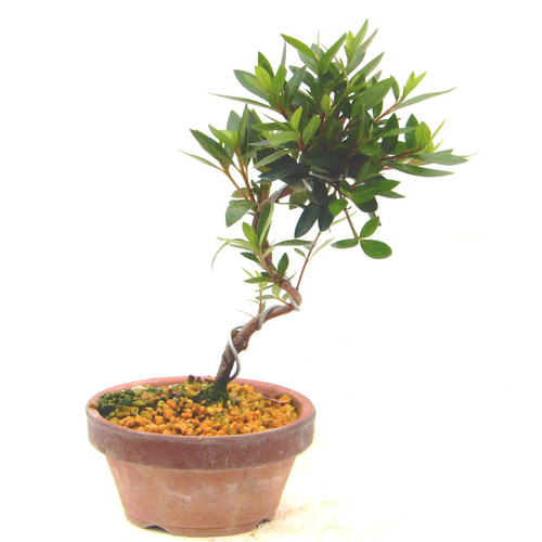 さつき盆栽特集｜東京盆栽｜a-masa-105tanjyoubi2023bonsai