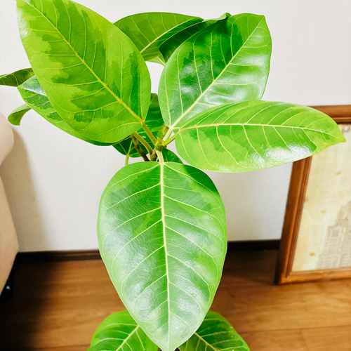 現品］A フィカス アルテシマ 曲がり 7号 観葉植物 室内 ゴムの
